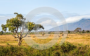 Savannah plains landscape in Kenya