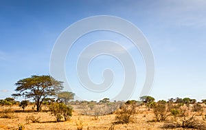 Savannah plains landscape in Kenya