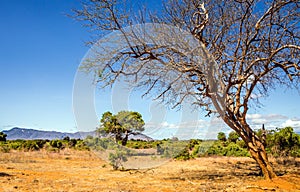 Savannah plains landscape in Kenya