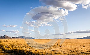 Savannah plains landscape in Kenya