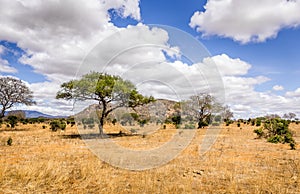 Savannah plains landscape in Kenya