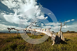 Savannah photo