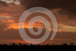 Savannah silhouette against a sunset sky