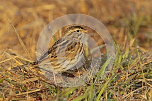 Savannah Sparrow