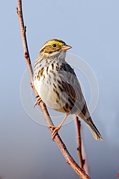 Savannah Sparrow