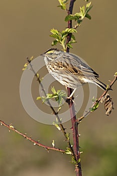 Savannah Sparrow