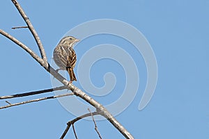 Savannah Sparrow