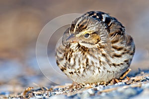 Savannah Sparrow