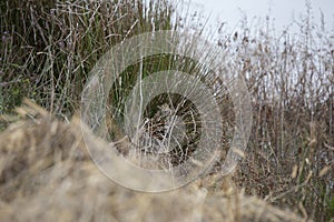 Savannah Sparrow