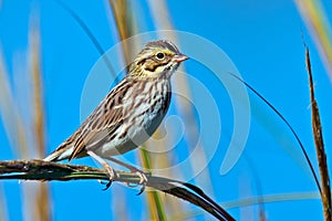 Savannah Sparrow