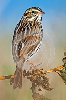 Savannah Sparrow