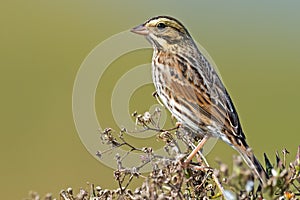 Savannah Sparrow