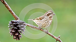 Savannah Sparrow