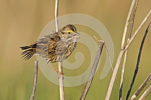 Savannah sparrow