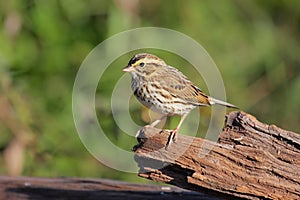 Savannah Sparrow