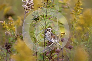 Savannah Sparrow  800143