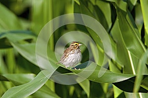 Savannah Sparrow  809762