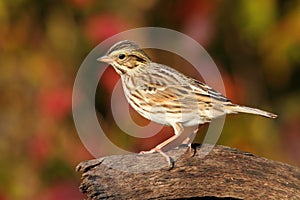 Savannah Sparrow in Autumn