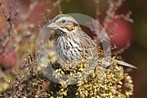 Savannah Sparrow in Autumn