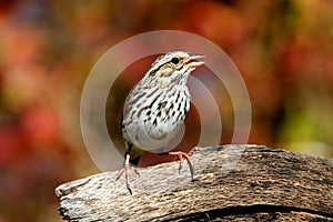 Savannah Sparrow in Autumn