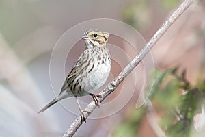 Savannah sparrow bird