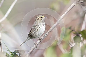 Savannah sparrow bird