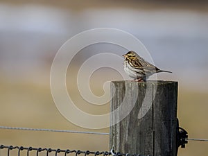 Savannah Sparrow bird on fence post at farm.