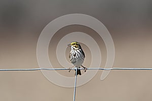 Savannah Sparrow bird sits perched on a fence post