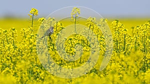 Savannah Sparrow in a Canola Field in Oklahoma