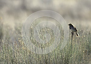 Savannah Sparrow in the Fields