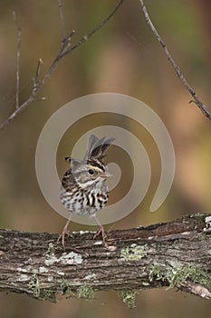 Savannah Sparrow, Florida