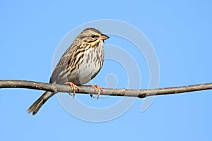 Savannah Sparrow (Passerculus sandwichensis)