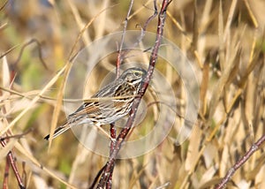 Savannah Sparrow passerculus sandwichensis