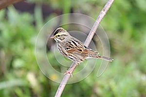 Savannah Sparrow (Passerculus sandwichensis)