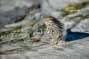 Savannah Sparrow (Passerculus sandwichensis)