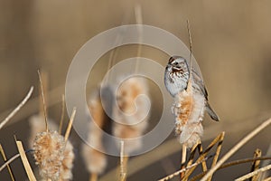 Savannah Sparrow, Passerculus sandwichensis