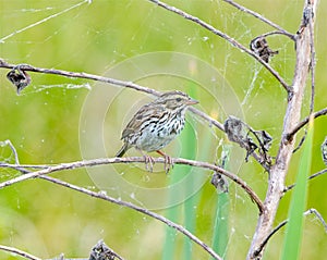 Savannah sparrow - Passerculus sandwichensis - perched on dead tree branch with spider webs