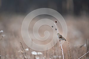 Savannah sparrow ( Passerculus sandwichensis) perched on a twig