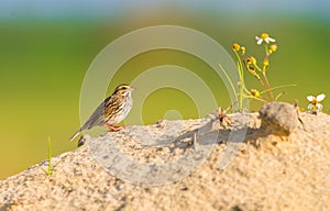 Savannah sparrow Passerculus sandwichensis on a sand dune