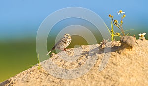 Savannah sparrow Passerculus sandwichensis on a sand dune with spanish needle bidens alba growing