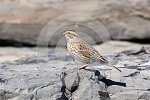 A Savannah sparrow Passerculus sandwichensis sits on rocks at Barnegat Lighthouse State Park, New Jersey, USA