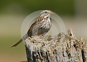 Savannah Sparrow perched