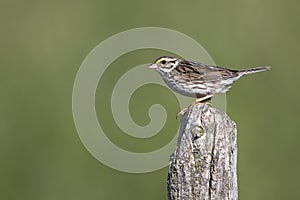 Savannah Sparrow perched on a fence post