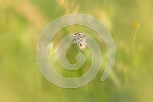 Savannah sparrow playing hide and seek in grass field