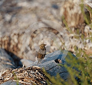 Savannah Sparrow resting at seaside