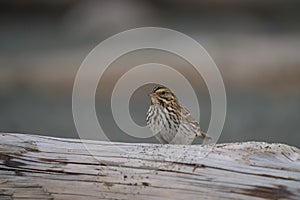 Savannah Sparrow resting at seaside