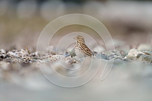 Savannah Sparrow resting at seaside photo