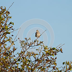 Savannah Sparrow resting on tree branch