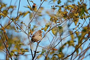 Savannah Sparrow resting on tree branch