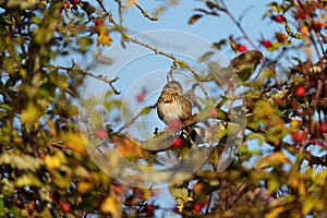 Savannah Sparrow resting on tree branch